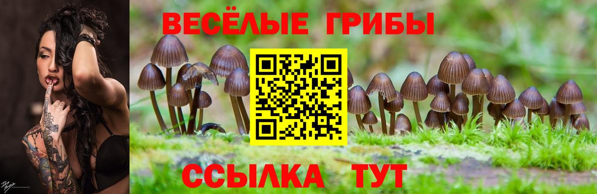как найти закладки  Псилоцибиновые грибы GOLDEN TEACHER  Лыткарино  Вход с VPN  Галлюциногенные грибы MAGIC MUSHROOMS 